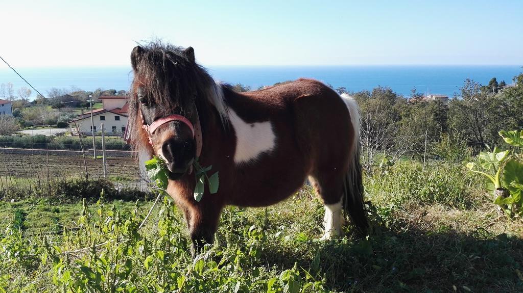 Agriturismo Agri Armonia 산 루시도 외부 사진